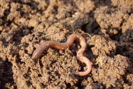 Earthworm in soil