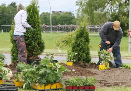Local jurisdictions are planting landscaped areas of their city using compost