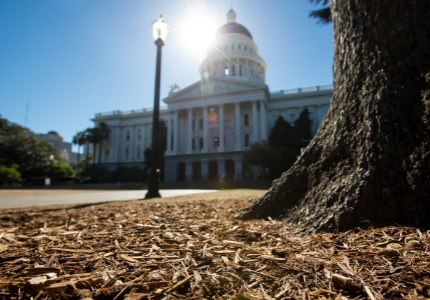 view of mulch around tree with Sacramento Capitol building in background