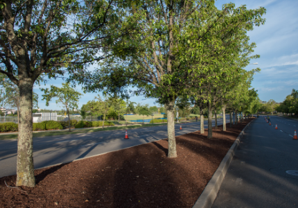road center divide with trees and mulch