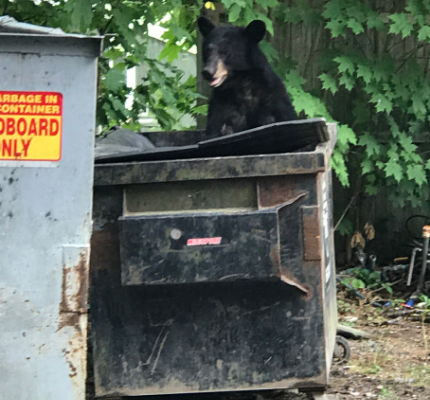 Bear inside trash dumpster in mountains
