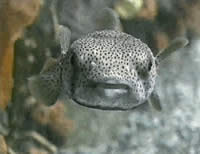 Fish facing camera