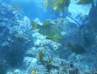 Underwater ocean corral reef with fishes