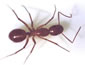 Ant
