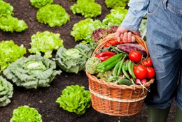 Person holding a basket of vegetables in a vegetable garden