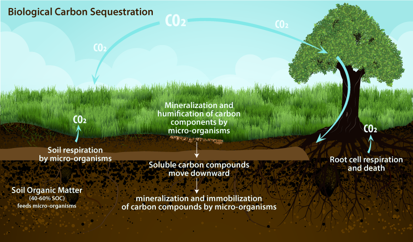 Biological Carbon Sequestration infographic
