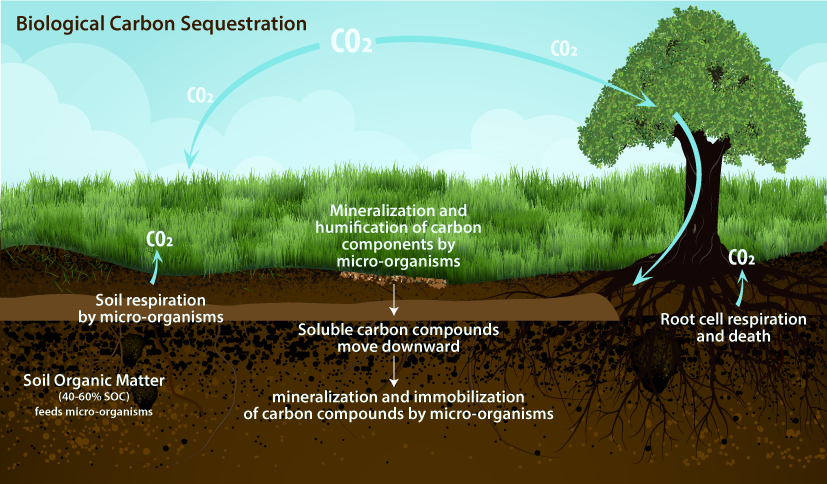 What Is Carbon Sequestration In Trees