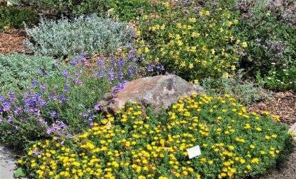 California native plants landscaping with yellow and purple flowers