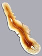 Flatworm
