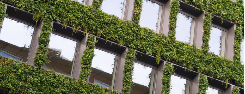 Ivy plants on building