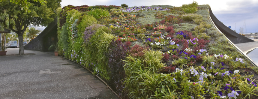 Sustainable Oasis: Transformative Rooftop Green Roofs