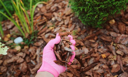 Person in garden wearing pink glove holding bark mulch