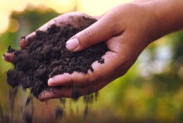 Hands holding compost