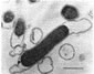Mesophilic bacteria