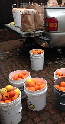 Buckets of oranges