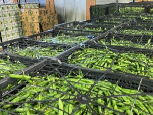 Packaged green beans