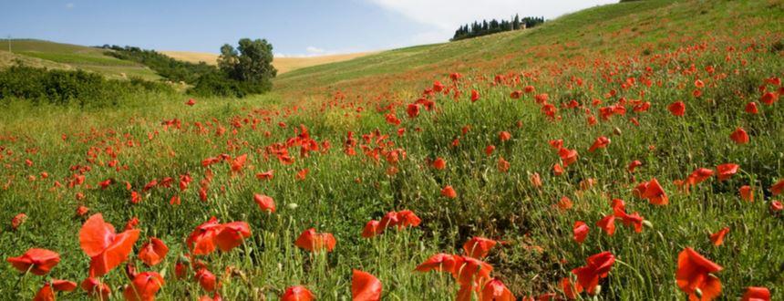 Field of orange poppies on a sunny day