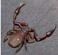 Pseudo-scorpion
