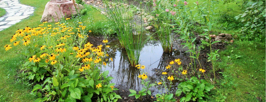 Rain Gardens - Gardening Solutions - University of Florida, Institute of  Food and Agricultural Sciences