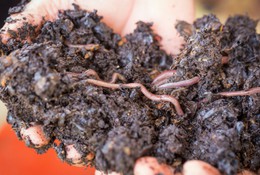 Red worms in compost