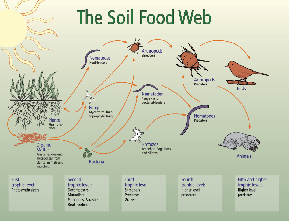 Soil food web, courtesy of NRCS
