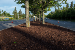 City road divider with mulch under trees
