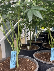 cannabis plant with rfid tag
