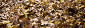 green cover leaves