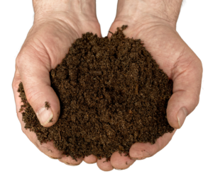compost in hands