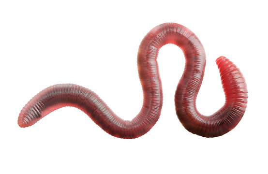 worm