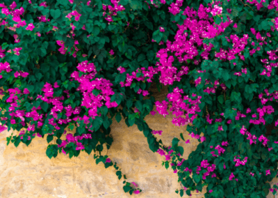 bougainvillea hanging off a brick wall