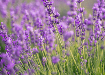 lavender plants