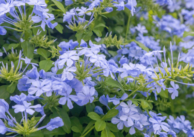 Plumbago periwinkle bush