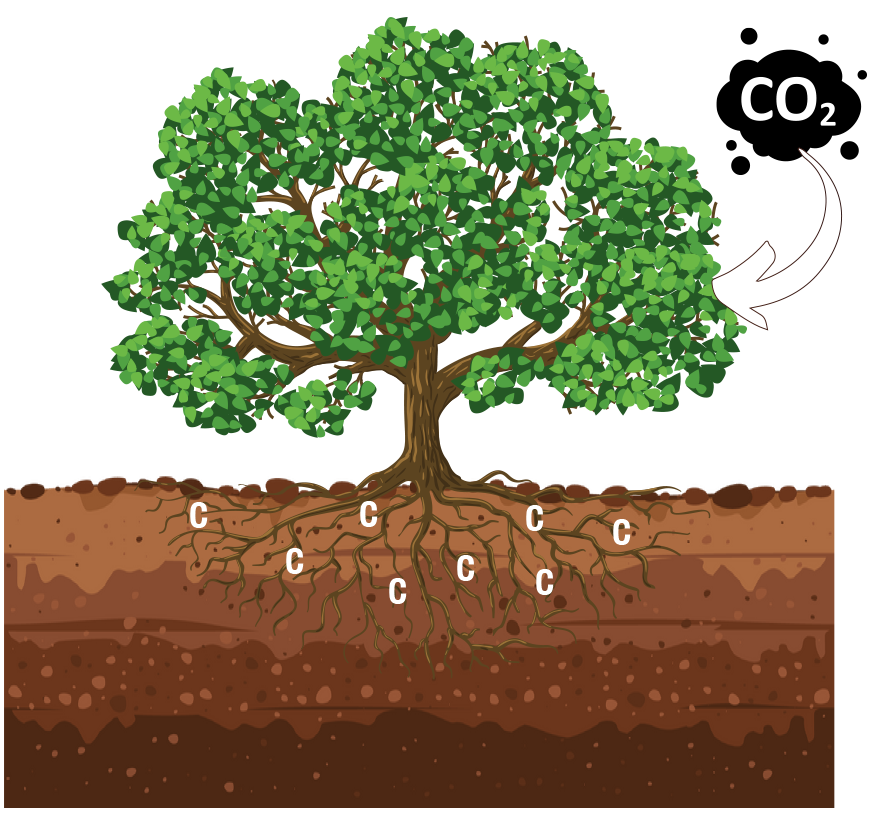 drawn image of tree with roots indicating 'c' for carbon, with a CO2 bubble above.