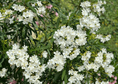 White Oleander Water Smart